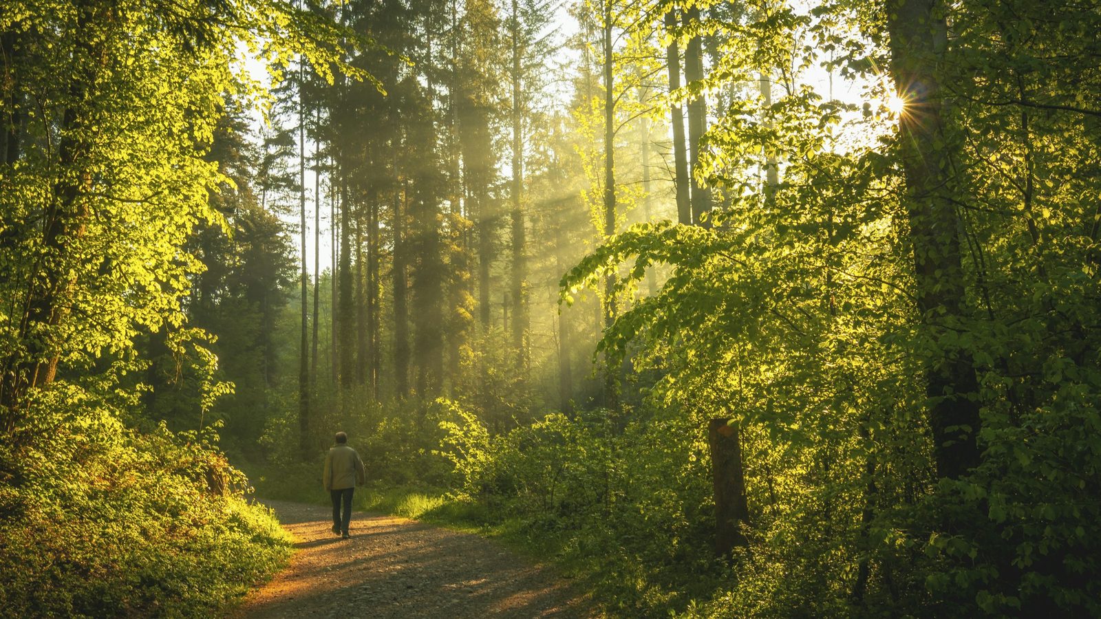 Spaziergang auf einem sonnigen Waldweg, denn Pausen gehören zum verantwortungsvollen Spielen